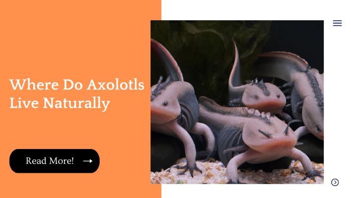 Where Do Axolotls Live Naturally