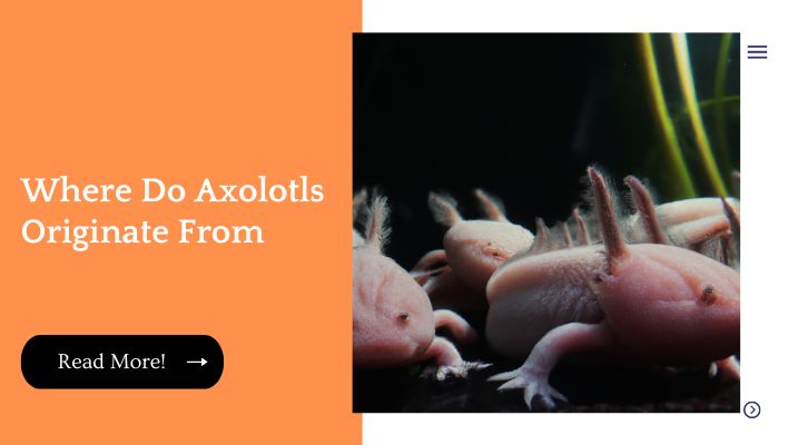 Where Do Axolotls Originate From