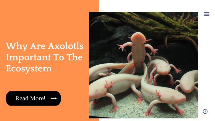 Axolotls are Mexican salamanders that are critically endangered. In this blog post, you'll learn why they're important to the ecosystem and