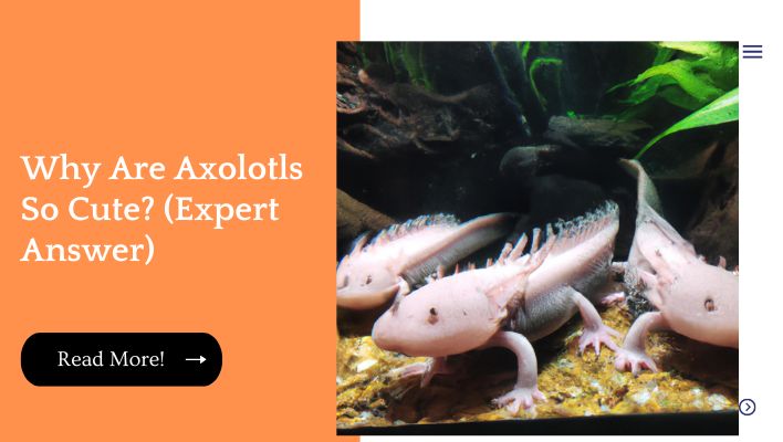 Why Are Axolotls So Cute? (Expert Answer)