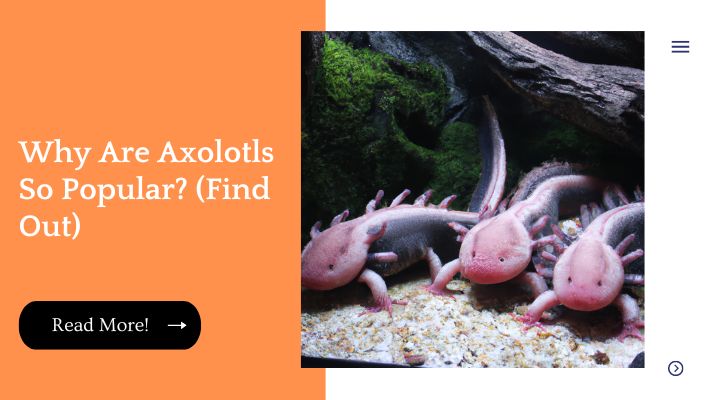 Why Are Axolotls So Popular? (Find Out)