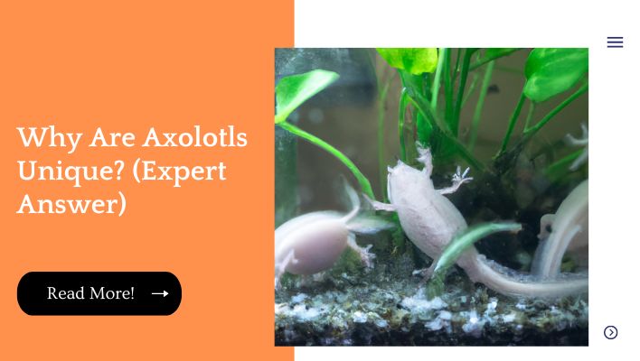 Why Are Axolotls Unique? (Expert Answer)