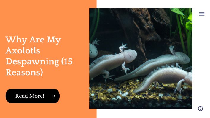 Why Are My Axolotls Despawning (15 Reasons)