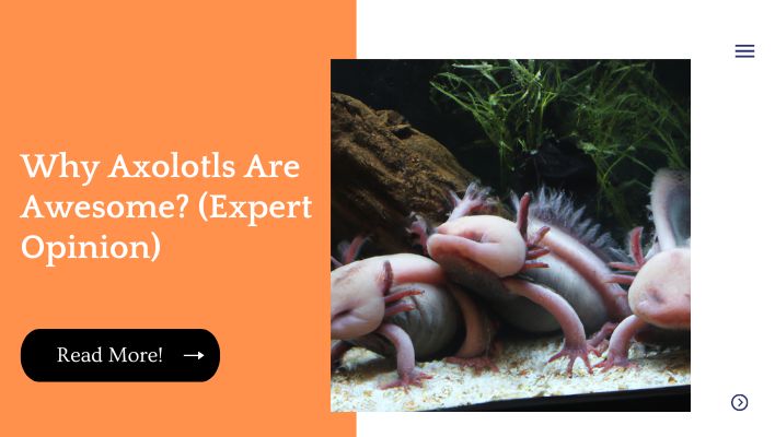 Why Axolotls Are Awesome? (Expert Opinion)