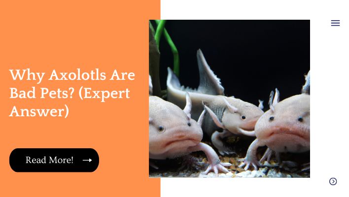 Why Axolotls Are Bad Pets? (Expert Answer)