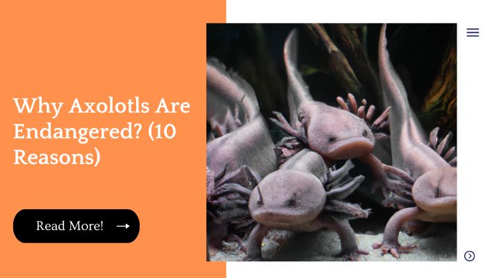 Why Axolotls Are Endangered? (10 Reasons)