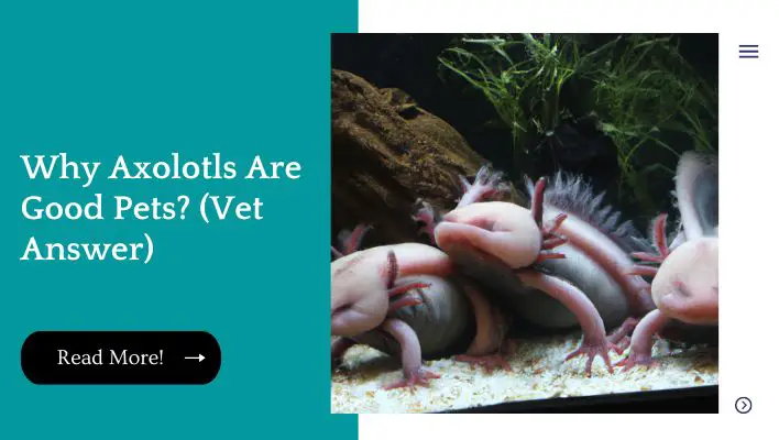 Why Axolotls Are Good Pets? (Vet Answer)