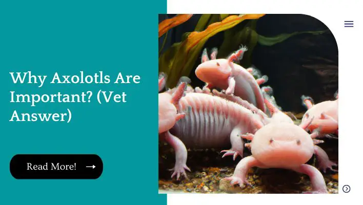 Why Axolotls Are Important? (Vet Answer)