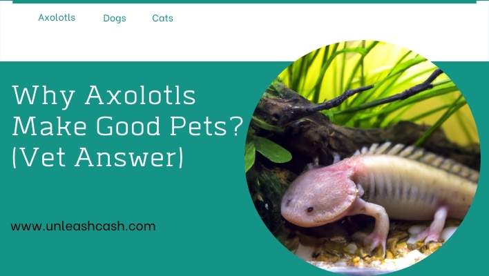 Why Axolotls Make Good Pets? (Vet Answer)