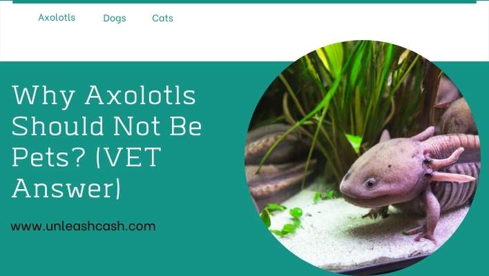 Why Axolotls Should Not Be Pets? (VET Answer)
