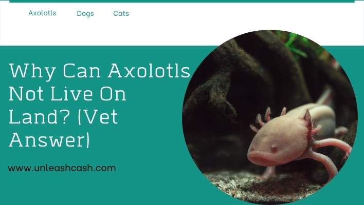 Why Can Axolotls Not Live On Land? (Vet Answer)