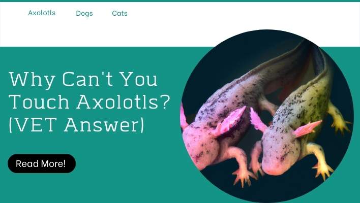 Why Can't You Touch Axolotls? (VET Answer)