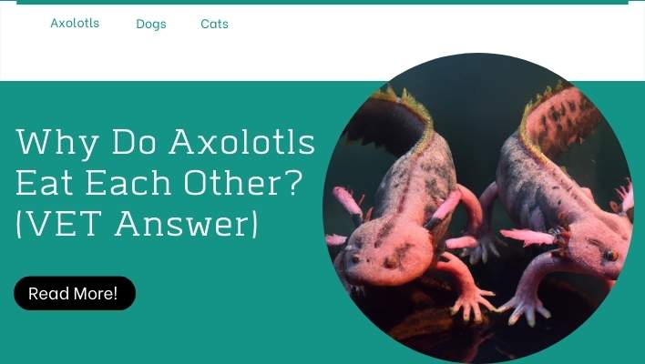 Do axolotls eat each other? Let's find out why axolotls eat each other with a veterinary answer.