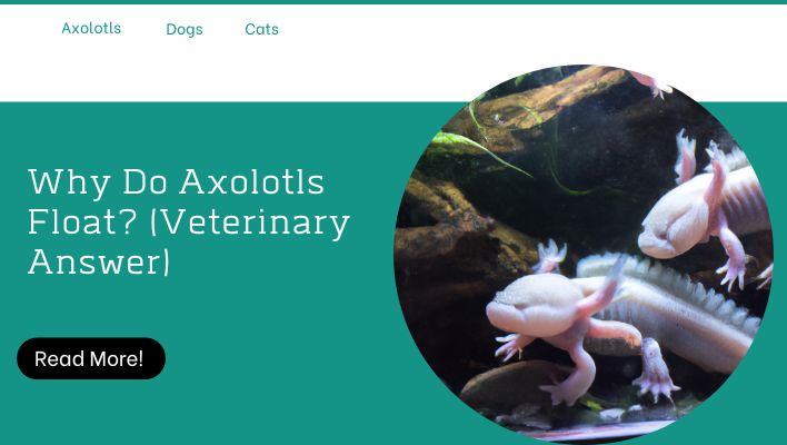 Why Do Axolotls Float? (Veterinary Answer)