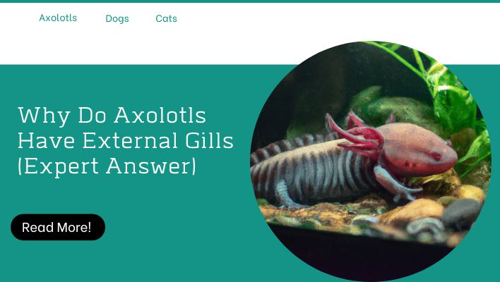 Why Do Axolotls Have External Gills (Expert Answer)