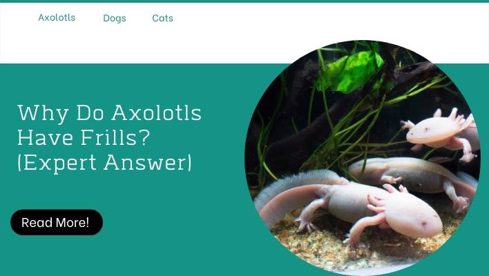 Why Do Axolotls Have Frills? (Expert Answer)