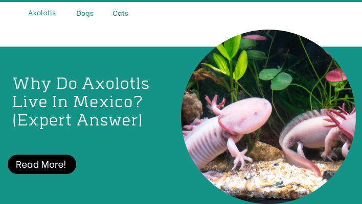 Why Do Axolotls Live In Mexico? (Expert Answer)