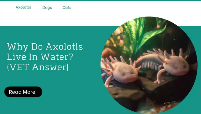 Why Do Axolotls Live In Water? (VET Answer) 