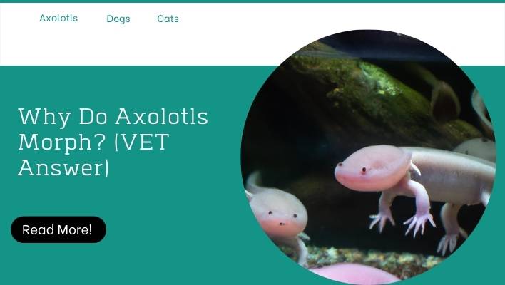 Why Do Axolotls Morph? (VET Answer)