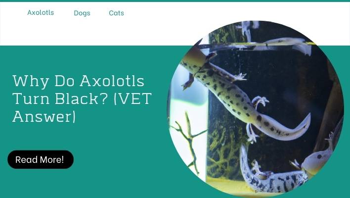 Why Do Axolotls Turn Black? (VET Answer)