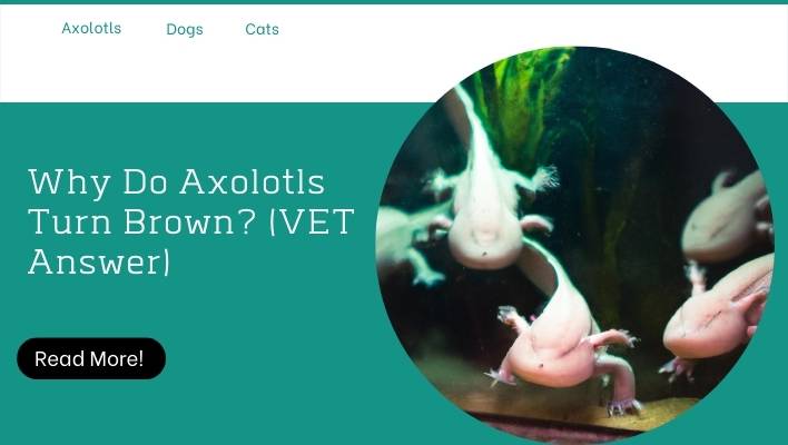 Why Do Axolotls Turn Brown? (VET Answer)