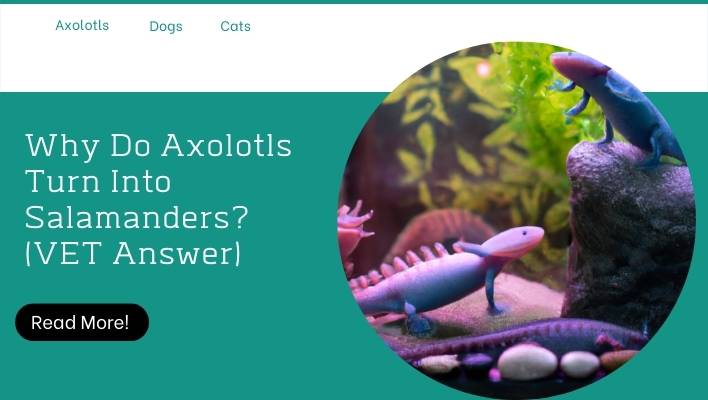 Why Do Axolotls Turn Into Salamanders? (VET Answer)