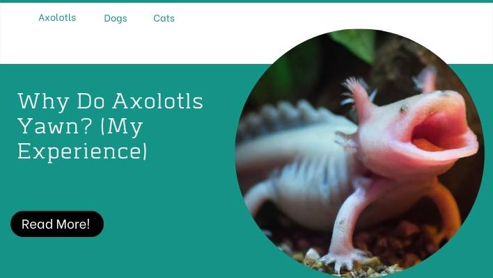 Why Do Axolotls Yawn? (My Experience)