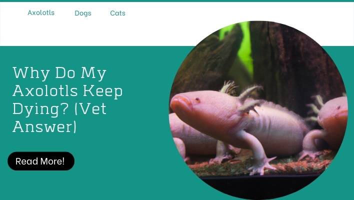 Why Do My Axolotls Keep Dying? (Vet Answer)