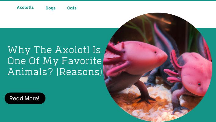 Why The Axolotl Is One Of My Favorite Animals? (Reasons)