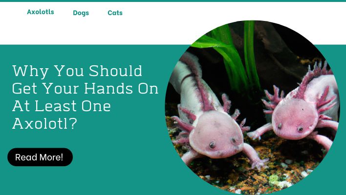 Why You Should Get Your Hands On At Least One Axolotl?