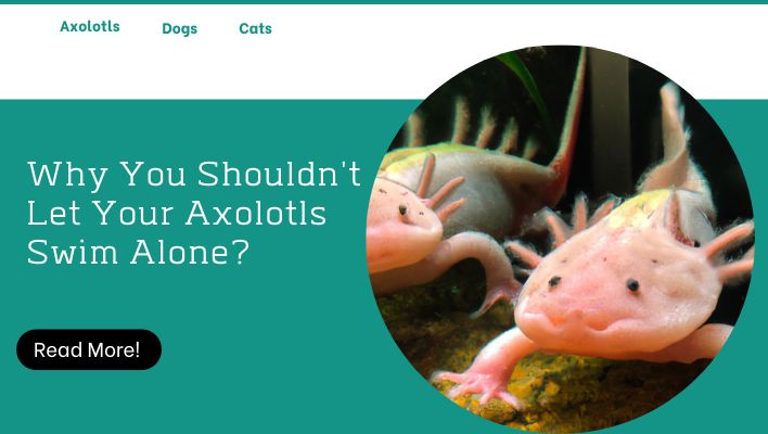 Why You Shouldn't Let Your Axolotls Swim Alone?