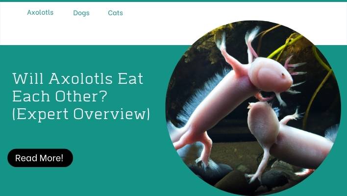 Will Axolotls Eat Each Other? (Expert Overview)