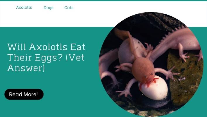 Will Axolotls Eat Their Eggs? (Vet Answer)