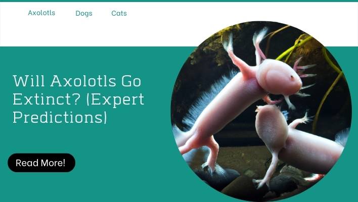 Will Axolotls Go Extinct? (Expert Predictions)