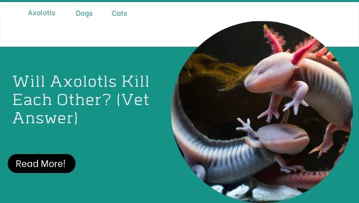 Will Axolotls Kill Each Other? (Vet Answer)