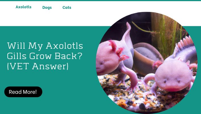 Will My Axolotls Gills Grow Back? (VET Answer)