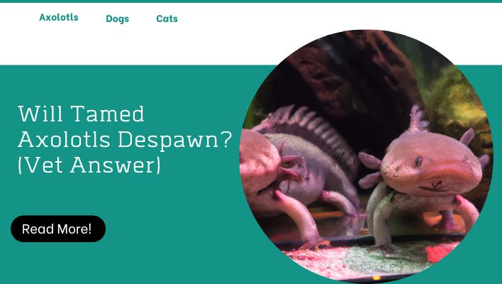 Will Tamed Axolotls Despawn? (Vet Answer)