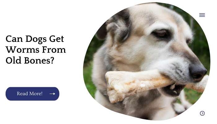 Can Dogs Get Worms From Old Bones?