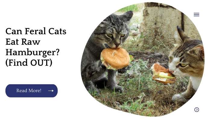 Can Feral Cats Eat Raw Hamburger? (Find OUT)