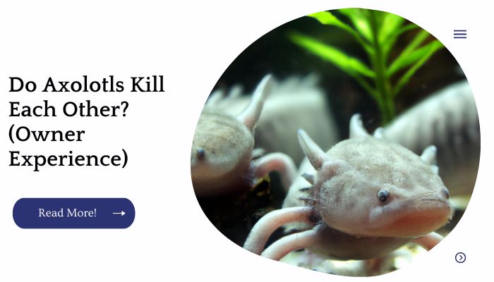 Do Axolotls Kill Each Other? (Owner Experience)