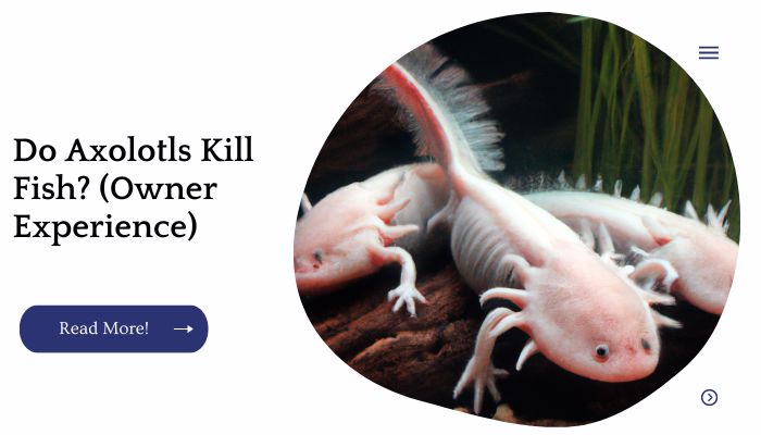 Do Axolotls Kill Fish? (Owner Experience)