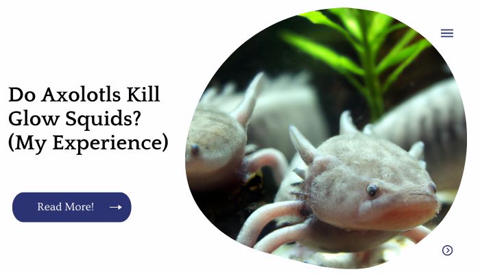Do Axolotls Kill Glow Squids? (My Experience)