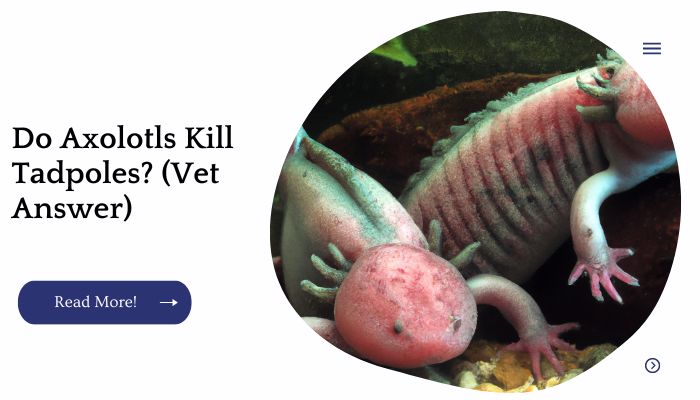 Do Axolotls Kill Tadpoles? (Vet Answer)