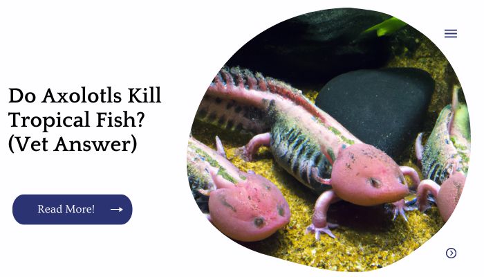 Do Axolotls Kill Tropical Fish? (Vet Answer)