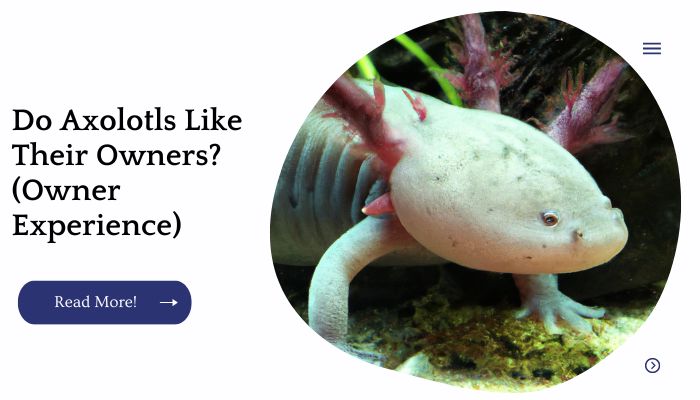 Do Axolotls Like Their Owners? (Owner Experience)