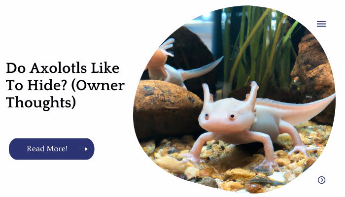 Do Axolotls Like To Hide? (Owner Thoughts)