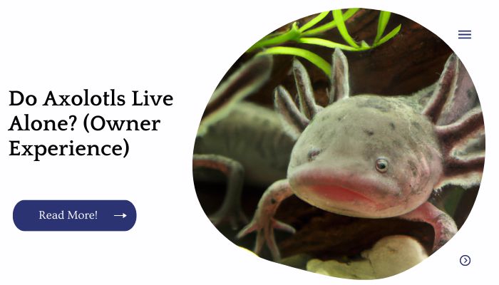 Do Axolotls Live Alone? (Owner Experience)