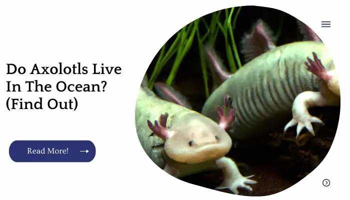 Do Axolotls Live In The Ocean? (Find Out)