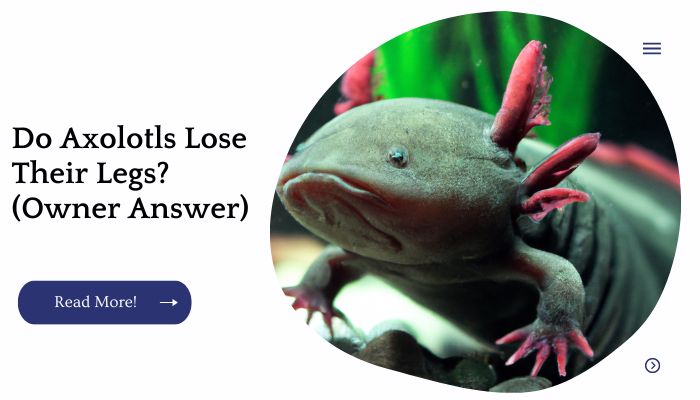 Do Axolotls Lose Their Legs? (Owner Answer)