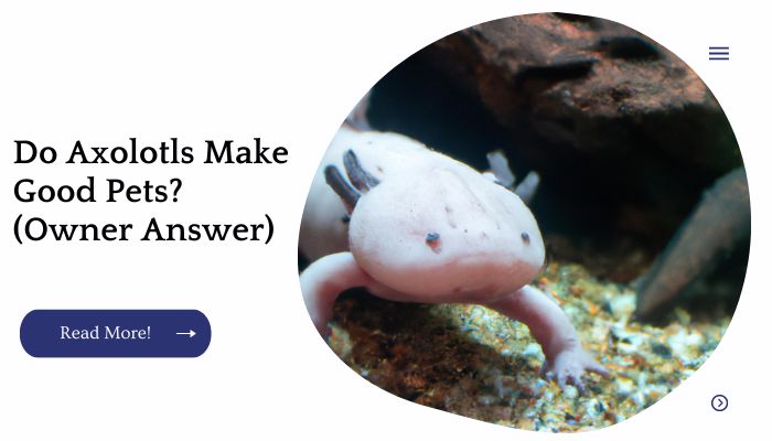 Do Axolotls Make Good Pets? (Owner Answer)